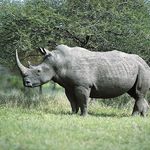 Game driving at Khama Rhino Sactuary